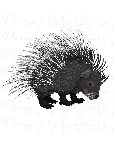 Prickly Porcupine